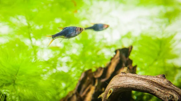 Een Close Van Vissen Zwemmen Het Water — Stockfoto