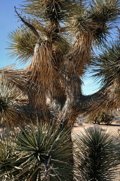 美国加利福尼亚州乔舒亚树的美丽风景 — 图库照片
