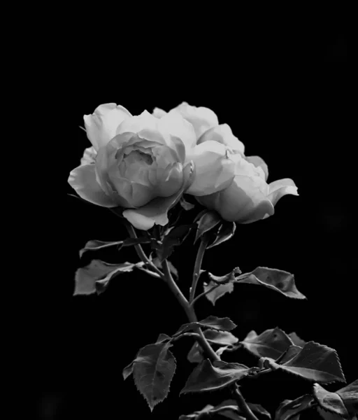 黑色背景的白玫瑰特写 — 图库照片