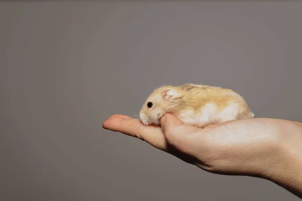 Close Brown White Russian Hamster Its Owner Hand Grey Background —  Fotos de Stock