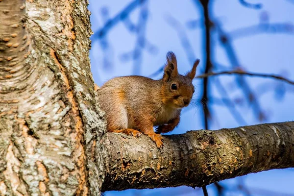 Nahaufnahme Eines Eichhörnchens Das Einem Sonnigen Tag Auf Dem Ast — Stockfoto