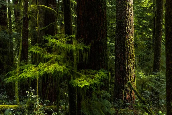 Mohás Fák Esőerdőben Olimpiai Nemzeti Parkban Usa — Stock Fotó
