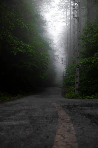 Вертикальний Постріл Дороги Оточений Темно Зеленими Деревами Туманний День — стокове фото