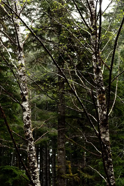 Βρύα Στο Τροπικό Δάσος Του Ολυμπιακού Εθνικού Πάρκου Ηπα Κάθετα — Φωτογραφία Αρχείου