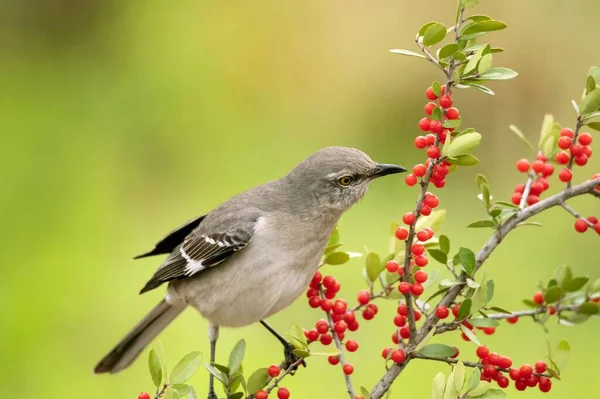 stock image A close-up of a North American singing mockingbird (Mimus polyglottos) eating red berries