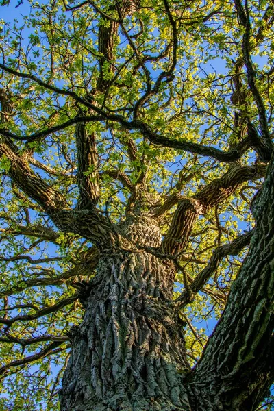 Sveç Teki Ormanda Yeşil Yapraklı Kalın Meşe Ağacının Dikey Alçak — Stok fotoğraf