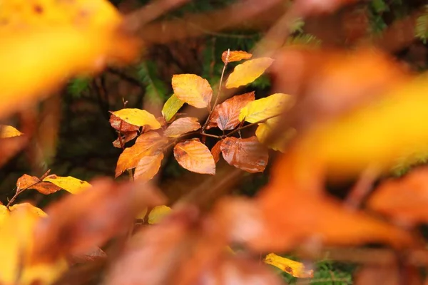 Outono Amarelo Parte Árvores Fundo Borrado Durante Dia — Fotografia de Stock
