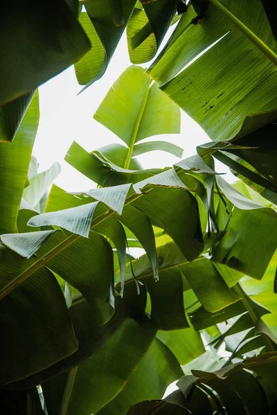Plan Vertical Feuilles Plantes Tropicales — Photo