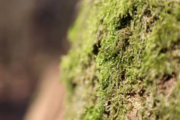 Tiro Perto Musgo Verde Árvore — Fotografia de Stock