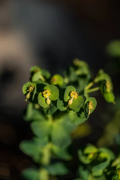 Vertical Shot Milkweed Seguier Plant Blur Background — Stock Photo, Image