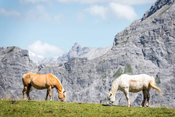 Closeup Shot Horses Grazing Mountains Vorarlberg Austria — Stock Photo, Image