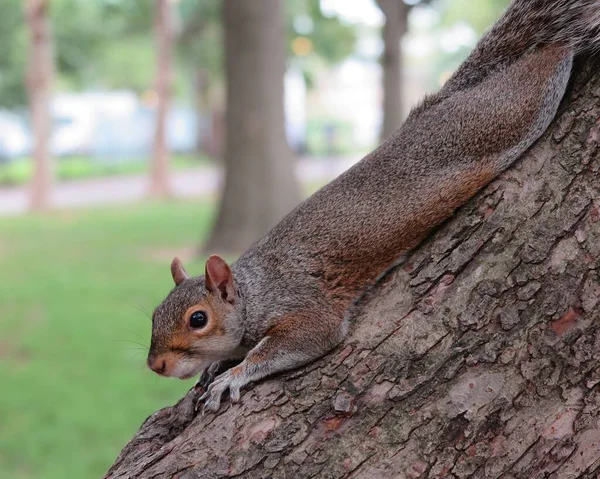Nahaufnahme Eines Eichhörnchens Das Sich Auf Einem Baumstamm Ausstreckt — Stockfoto