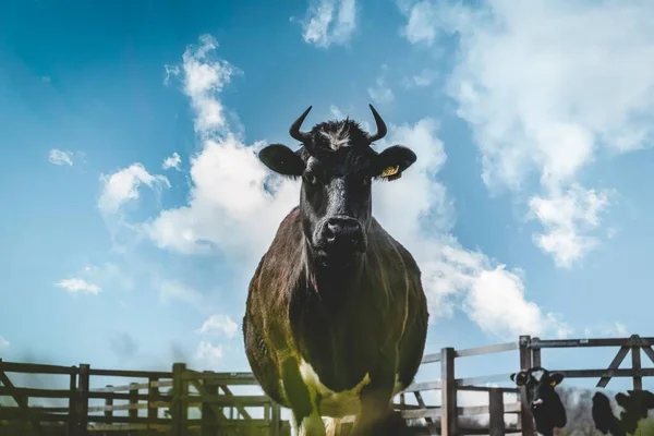 カメラを見ている農地で黒と白の牛のクローズアップショット — ストック写真