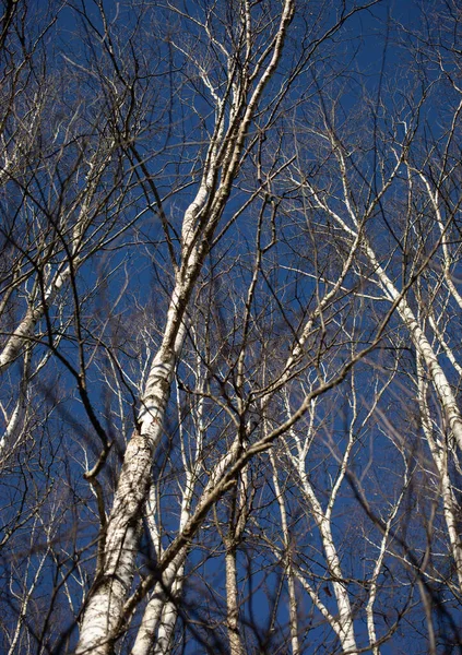 在蓝天的背景下垂直拍摄的无叶桦树 — 图库照片