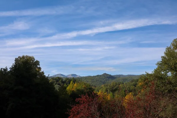 Ein Schöner Blick Auf Herbstlaub Einem Dichten Wald Vor Blauem — Stockfoto