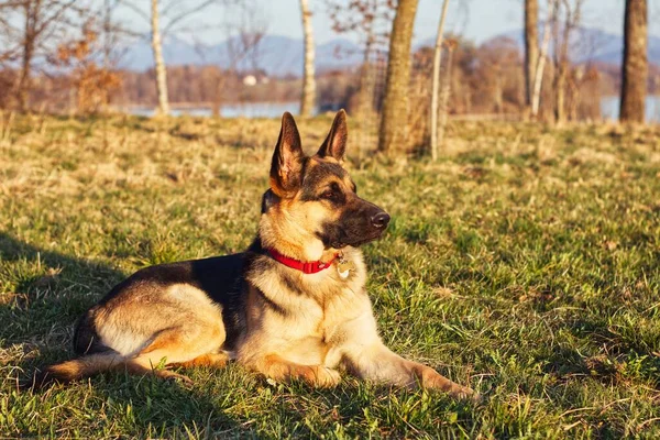 Parktaki çimlerin üzerinde uzanan büyük bir Alman çoban köpeği. Güneşin altında dinlenmek için.