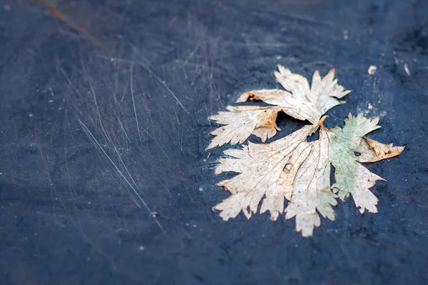 Closeup Shot Fallen Maple Leaf — Stock Photo, Image