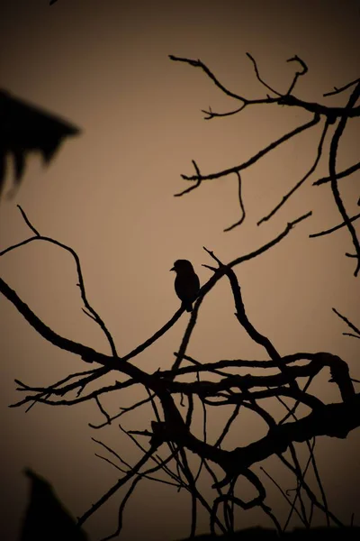薄茶色の背景に羽のついた鳥と木の枝のシルエットの垂直ショット — ストック写真