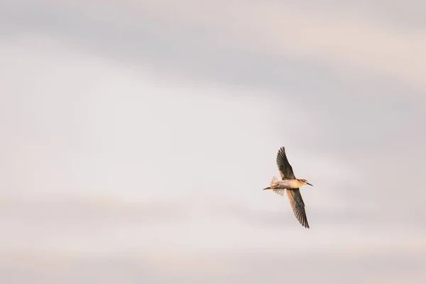 Naturskönt Låg Vinkel Skott Majestätisk Fågel Flykt Mot Molnig Himmel — Stockfoto