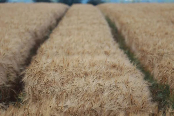 Buğday Tarlasının Seçici Odak Noktası — Stok fotoğraf