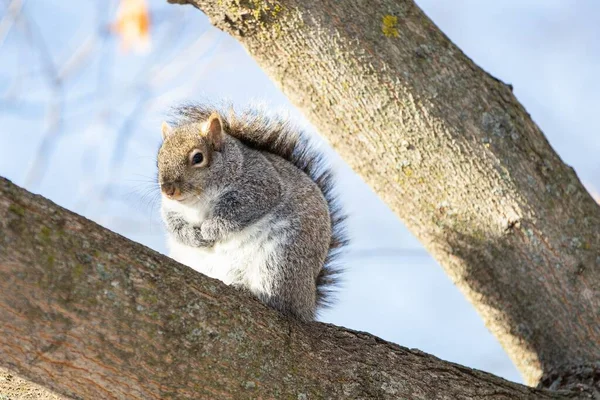 Nahaufnahme Eines Östlichen Grauhörnchens Auf Einem Baum Wald — Stockfoto