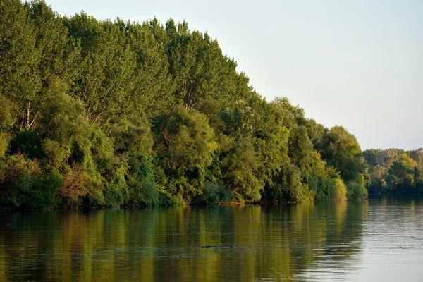 Une Belle Vue Sur Danube Bordée Arbres Denses — Photo