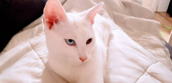 Odd Eyed White Khao Manee Kitten Cat Heterochrom — Stock Photo, Image