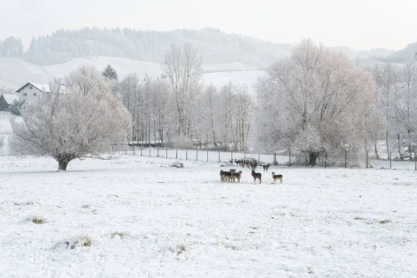 Beautiful Winter Scene Group European Fallow Deers Dama Dama Standing — Stock Photo, Image