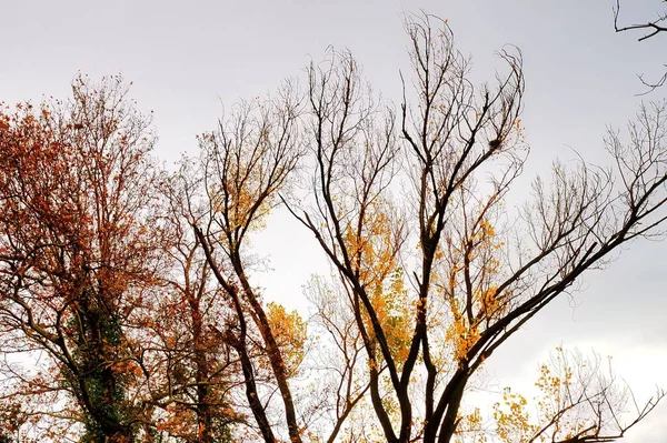 Όμορφα Φυλλοβόλα Δέντρα Φθινόπωρο — Φωτογραφία Αρχείου