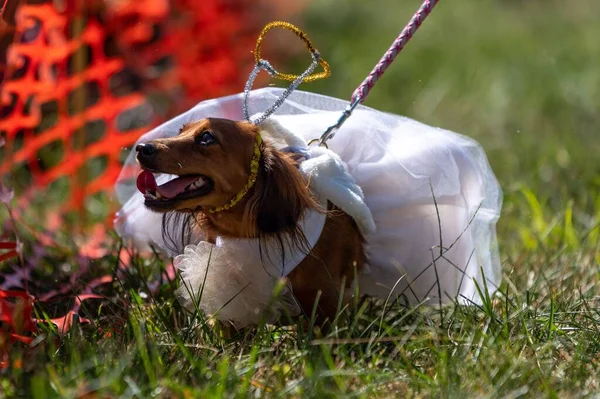 A closeup of a Dachshund dressed like an angel for a wiener dog custom contest in Jefferson city