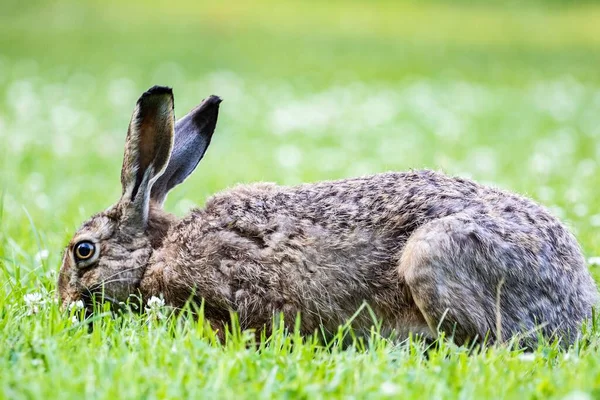 Wild Rabbit Green Field Blurred Background — Stock Photo, Image