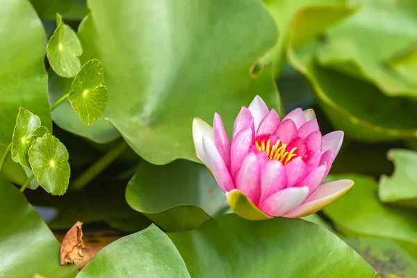 Image Pink Waterlily Flower Green Leaves — Stock Photo, Image