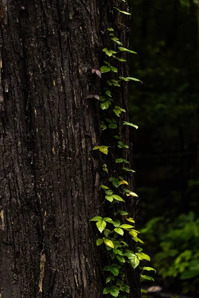 常緑樹林の樹皮に生えているブドウの垂直閉鎖 — ストック写真