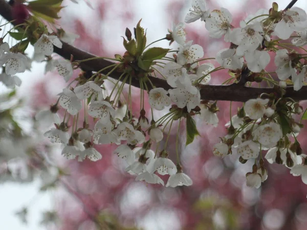 白天在森林里拍摄的一朵樱花特写 — 图库照片