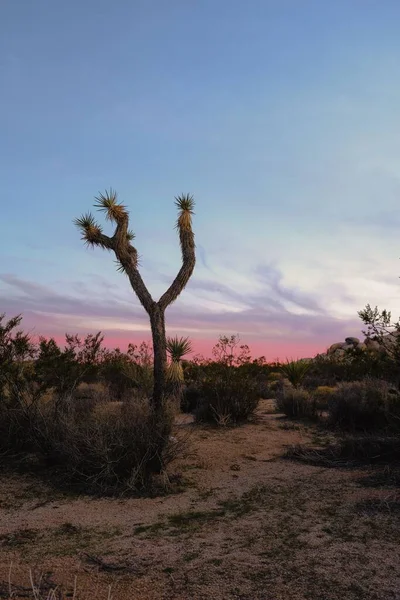Krásná Krajina Divočiny Při Západu Slunce Kalifornii Usa — Stock fotografie