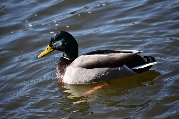 一只白色深绿色的鸭子 它的嘴是黄色的 在水里游来游去 — 图库照片