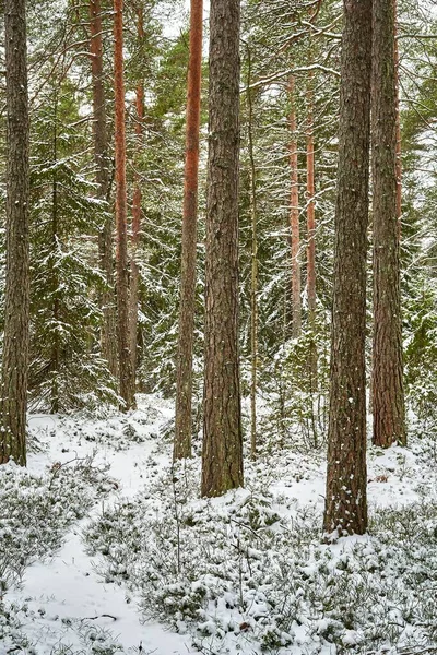 Newly Fallen Snow Forest Nice Light Atmosphere Beautiful Path Leading — Stock Photo, Image