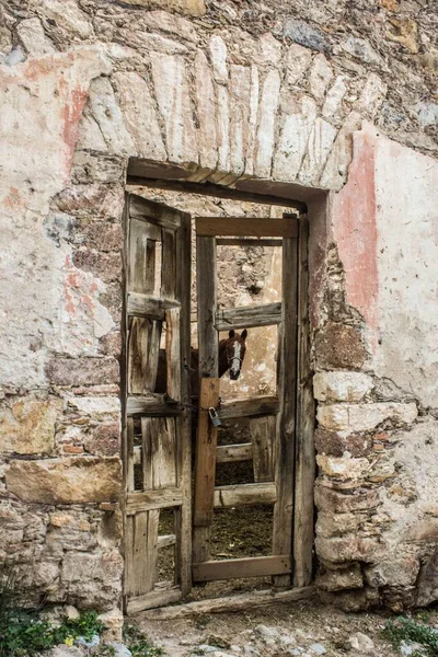 Brown Horse Equus Caballus Seen Wooden Locked Door Weathered Stone — Stock Photo, Image