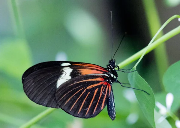 Egy Közeli Felvétel Egy Heliconius Doris Pillangóról Egy Növényen — Stock Fotó
