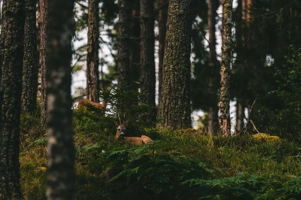 Олень Сидить Інший Позаду Стоїть Дивиться Шведський Ліс — стокове фото