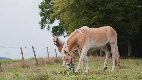 Krásný Výhled Haflingerovy Koně Poli — Stock fotografie