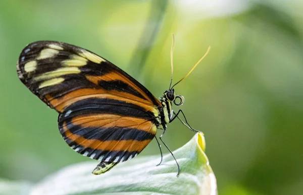 Nahaufnahme Eines Eueides Isabella Schmetterlings Auf Einer Pflanze — Stockfoto