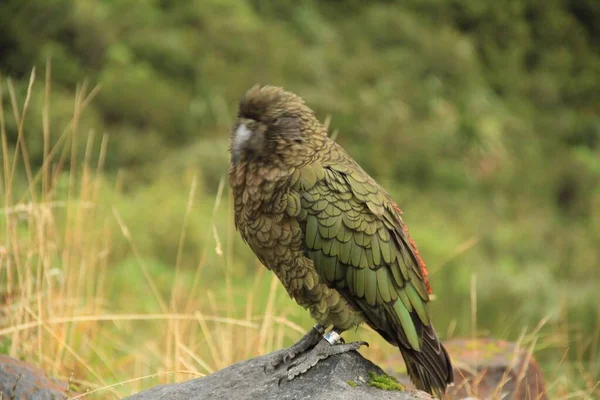 Kea Papağanı Yeni Zelanda Kayaya Tünemişti — Stok fotoğraf