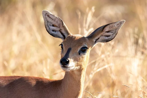 Close Steenbok Fêmea Parque Nacional Kruger África Austral Espécie Raphicerus — Fotografia de Stock