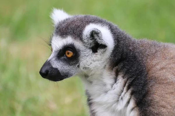 Gros Plan Lémurien Queue Cerclée Lemur Catta — Photo