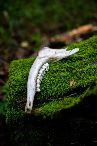 Tiro Close Vertical Osso Mandíbula Animal Colocado Toco Árvore Natureza — Fotografia de Stock