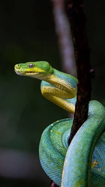 Вертикальный Снимок Зеленой Змеи Свернувшейся Ветке Дерева — стоковое фото