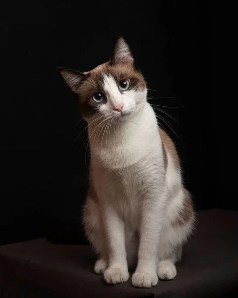 暗い背景のスノーシュー猫の美しいショット — ストック写真