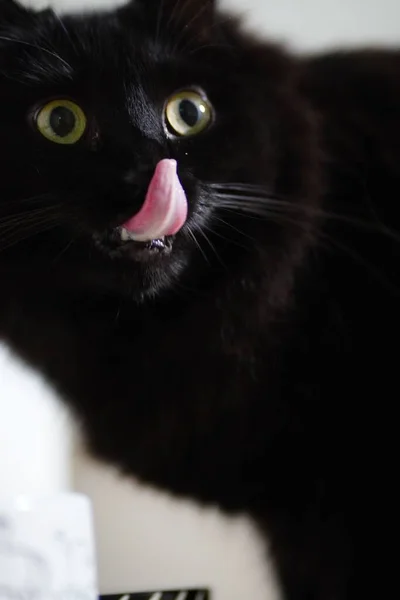 Eine Vertikale Aufnahme Einer Schwarzen Katze — Stockfoto