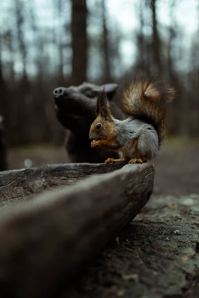 一只用爪子吃东西的树松鼠在模糊的狗雕像背景下的特写镜头 — 图库照片